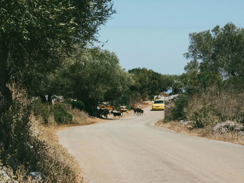 Goats crossing a road on Zakynthos.