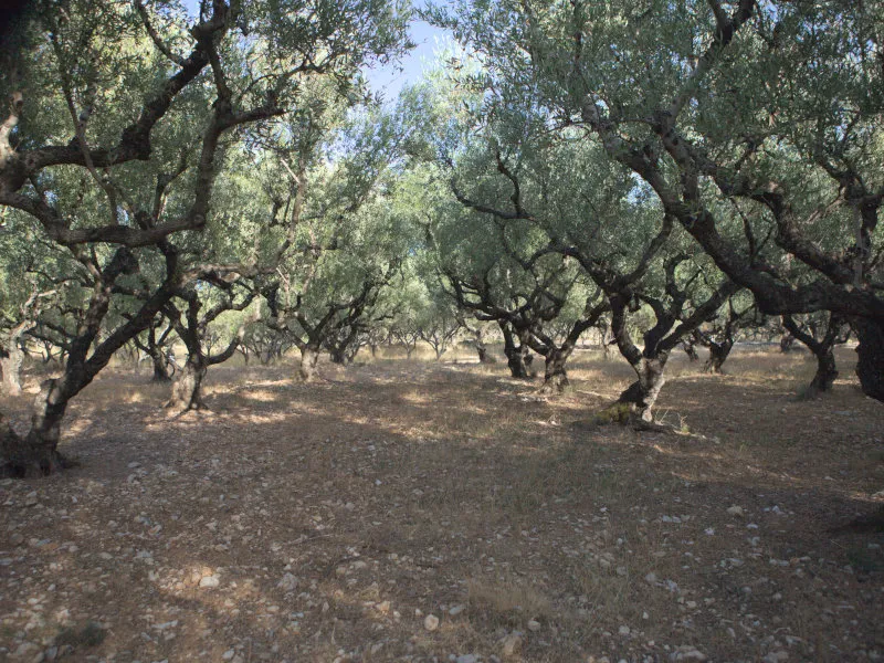 Olive trees dot the landscape of Zakynthos.